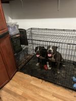 American Bully Puppies for sale in North Charleston, SC, USA. price: $750