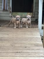 American Bully Puppies for sale in Knoxville, TN 37931, USA. price: $1,800