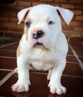 American Bully Puppies for sale in Michigan Ave, Chicago, IL, USA. price: $1,500