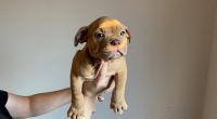 American Bully Puppies for sale in Birmingham, AL, USA. price: $1,000