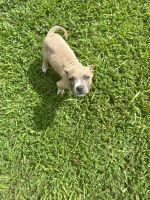 American Bully Puppies for sale in Amelia Court House, VA 23002, USA. price: $500