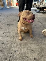 American Bully Puppies for sale in Los Angeles, CA 90044, USA. price: $100