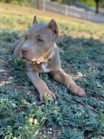 American Bully Puppies for sale in Dallas County, TX, USA. price: $2,000