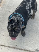 American Bully Puppies for sale in Spring Valley, NV, USA. price: $4,500