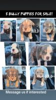 American Bully Puppies for sale in Melody Park Ln, Houston, TX 77044, USA. price: $1,500