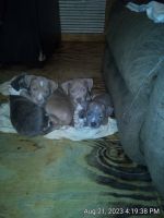 American Bully Puppies for sale in Boswell, OK 74727, USA. price: $400
