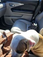 American Bully Puppies for sale in Las Vegas, NV, USA. price: $300