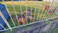 American Bully Puppies for sale in New Orleans, LA, USA. price: $1,000