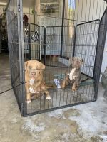 American Bully Puppies for sale in Phillips Ranch, Pomona, CA 91766, USA. price: $600