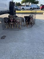 American Bully Puppies for sale in Houston, TX, USA. price: $2,000