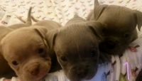 American Bully Puppies for sale in Abbotsford, BC, Canada. price: $2,000