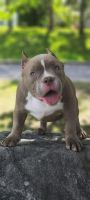 American Bully Puppies for sale in Vancouver, BC, Canada. price: $4,500