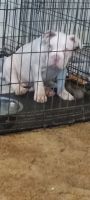 American Bully Puppies for sale in Knoxville, TN, USA. price: $5,000