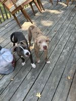 American Bully Puppies for sale in Lancaster, SC 29720, USA. price: NA