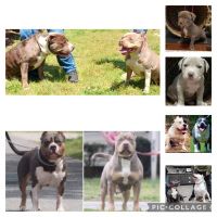 American Bully Puppies for sale in Burlington, NC, USA. price: $3,500