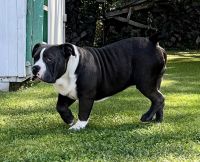American Bully Puppies for sale in Galloway, NJ, USA. price: $500