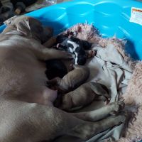 American Bully Puppies for sale in Humble, TX, USA. price: $400