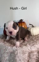 American Bully Puppies for sale in Mt Dora, FL 32757, USA. price: $1,800