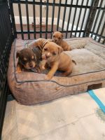 American Bully Puppies for sale in Frisco, TX, USA. price: $1,500