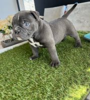 American Bully Puppies for sale in Las Vegas, NV, USA. price: $3,500