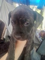 American Bully Puppies for sale in Finger Mill Rd, North Carolina, USA. price: $200