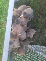 American Bully Puppies for sale in Lake Geneva, WI 53147, USA. price: $500