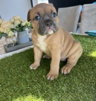 American Bully Puppies for sale in Las Vegas, NV, USA. price: $2,800