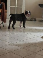 American Bully Puppies for sale in Las Vegas, NV, USA. price: NA