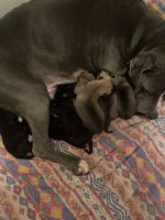 American Bully Puppies for sale in Chilliwack, BC, Canada. price: $400