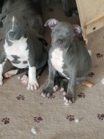 American Bully Puppies for sale in Pickens, SC 29671, USA. price: $300