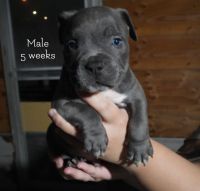 American Bully Puppies for sale in Glendora, CA, USA. price: $500