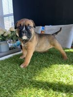 American Bully Puppies for sale in Las Vegas, NV, USA. price: $2,000