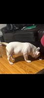 American Bully Puppies for sale in Union City, NJ 07087, USA. price: $1,800