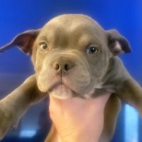 American Bully Puppies for sale in Abbotsford, BC, Canada. price: NA