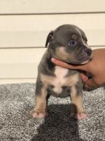 American Bully Puppies for sale in Abbotsford, BC, Canada. price: $2,000