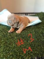 American Bully Puppies for sale in New York, NY, USA. price: $30,003,500