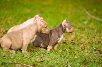 American Bully Puppies for sale in Fuquay-Varina, NC 27526, USA. price: $2,500