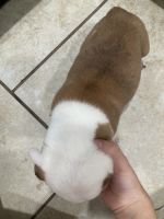American Bully Puppies for sale in Hinesville, GA 31313, USA. price: $120
