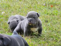 American Bully Puppies for sale in Conway, SC, USA. price: $2,500