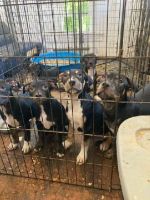 American Bully Puppies for sale in 812 2nd St, Pocomoke City, MD 21851, USA. price: $150,200