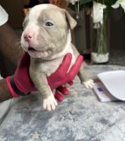 American Bully Puppies for sale in Land O' Lakes, FL, USA. price: NA