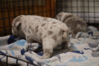 American Bully Puppies for sale in East Orange, NJ, USA. price: $2,500
