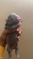 American Bully Puppies for sale in Queens, NY, USA. price: $2,000