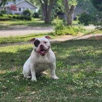 American Bully Puppies for sale in Streamwood, IL, USA. price: $1,500