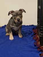 American Bully Puppies for sale in Colorado Springs, CO, USA. price: $1,200