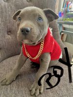 American Bully Puppies for sale in Sumter, SC, USA. price: $200