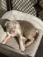 American Bully Puppies for sale in Wood-Ridge, NJ 07075, USA. price: $4,000