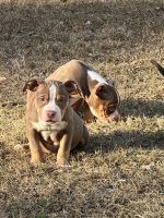 American Bully Puppies for sale in Clemmons, NC, USA. price: $2,500
