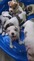 American Bully Puppies for sale in New York, NY, USA. price: $1,500
