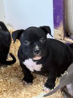 American Bully Puppies for sale in Rockford, IL, USA. price: NA